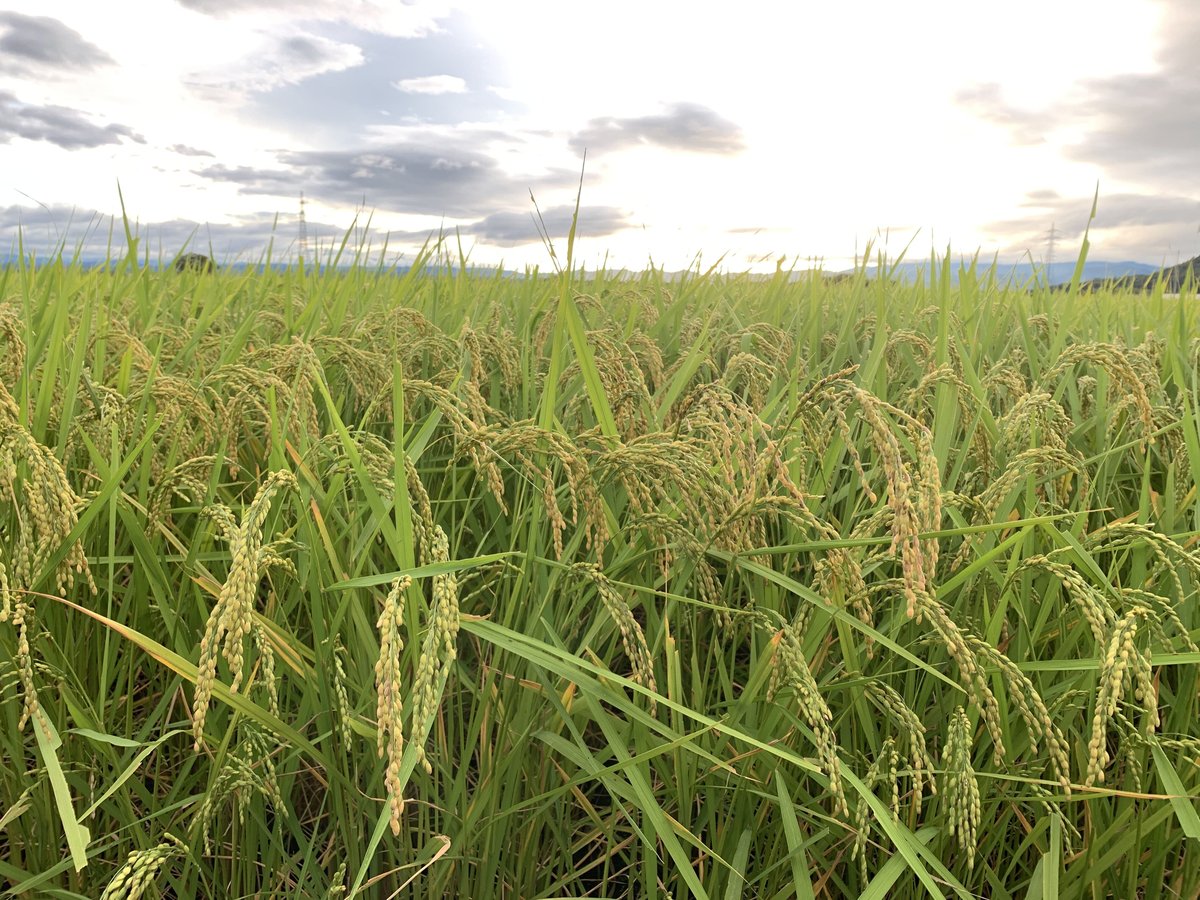 令和7年産【新米】特別栽培ミルキークイーン | しまさき農園