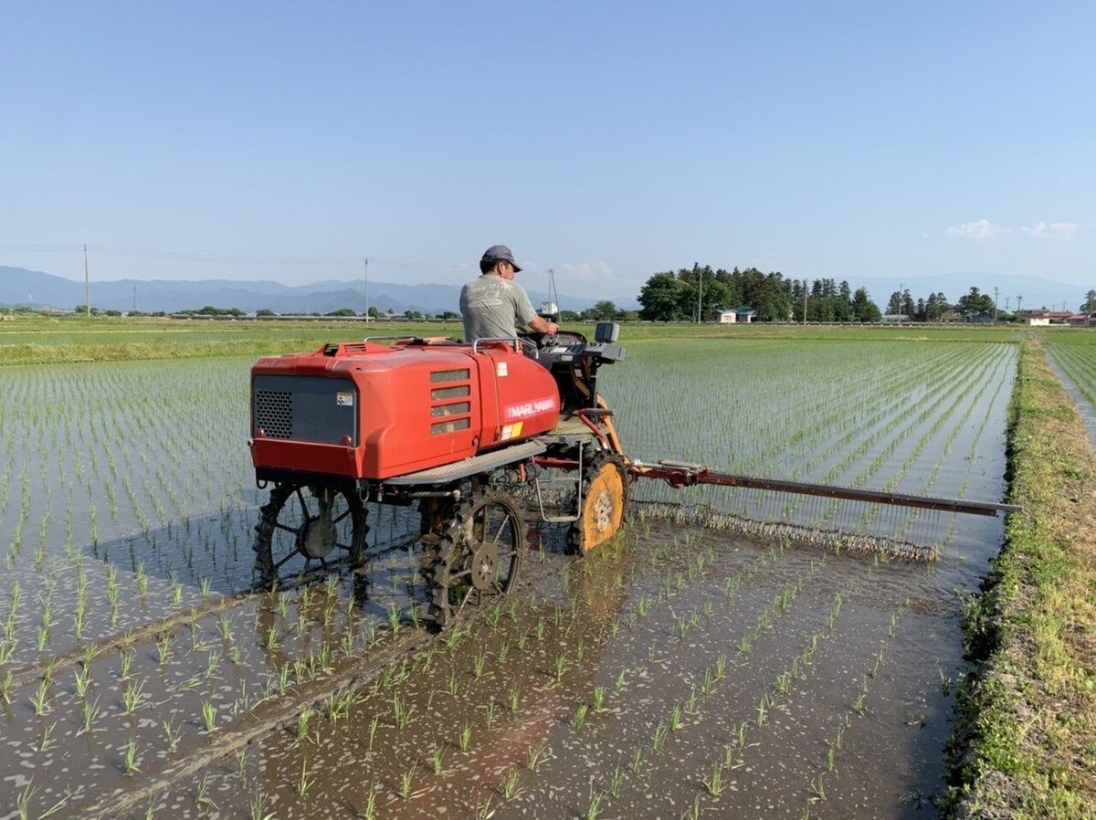 新米予約】令和7年産 農薬不使用つや姫 | しまさき農園