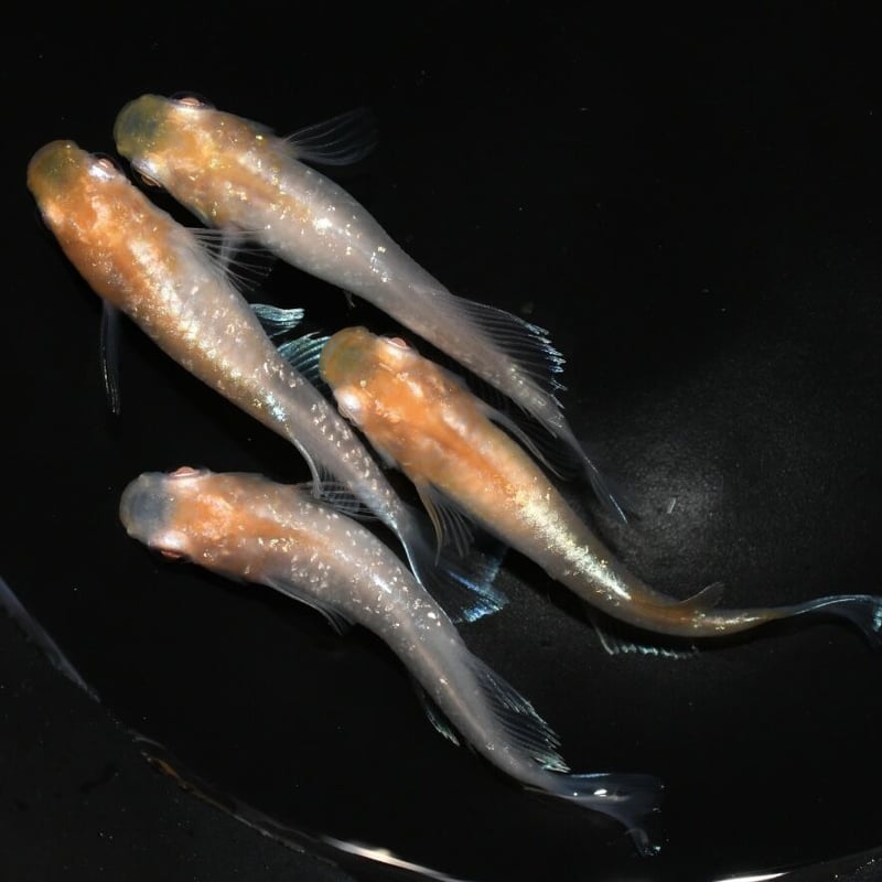 シンメトリカ　雌雄同体　オマケ付き オベサ×シンメトリカ 雌株 縦根から9.5cm 直径6cm - メルカリ