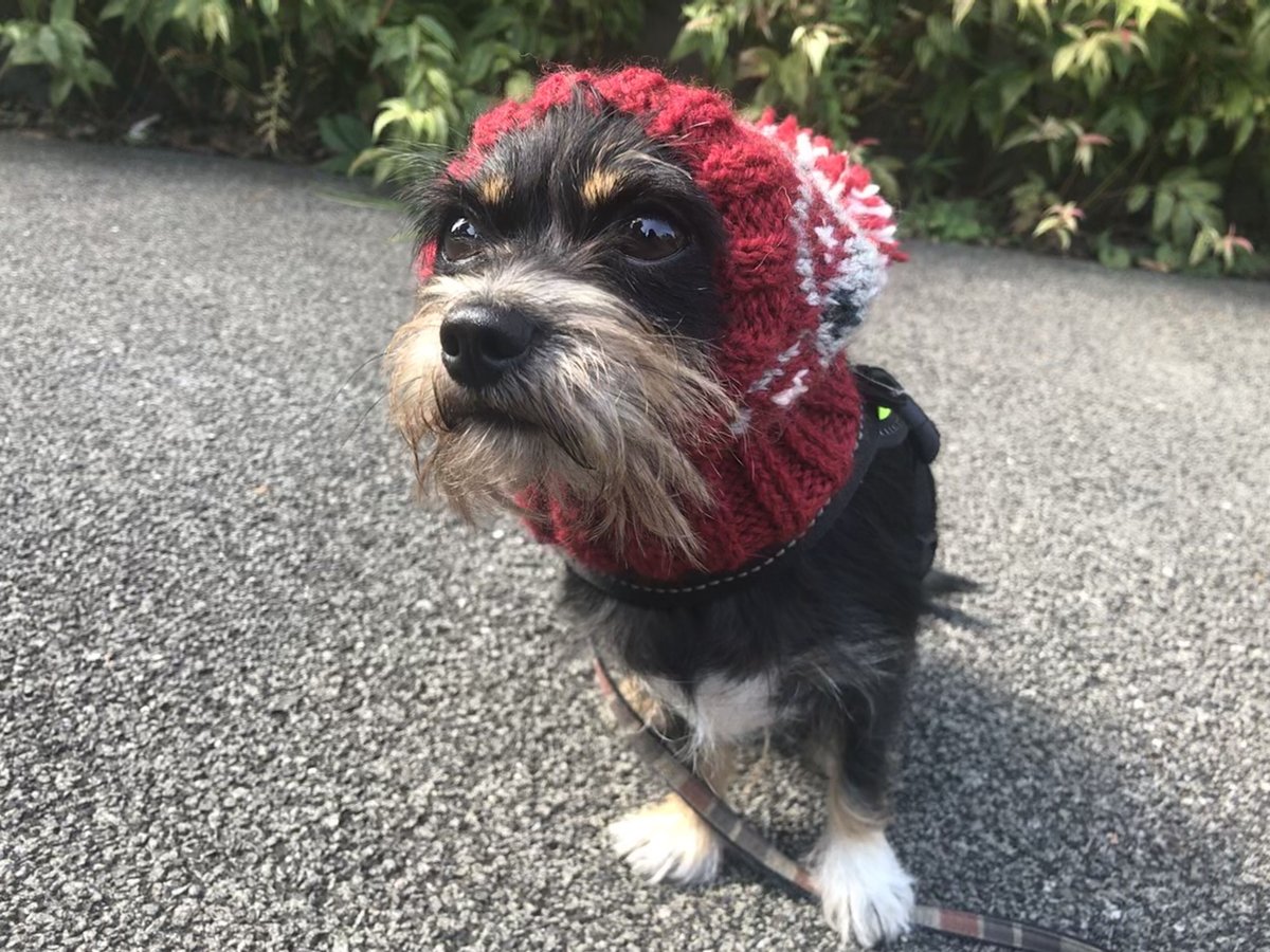ペット用品 はななっこさま専用ページです◇ 犬 スヌード ◇ ニット