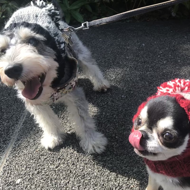 犬服＊手編みスヌードニット帽 | Dog clothes TAKE