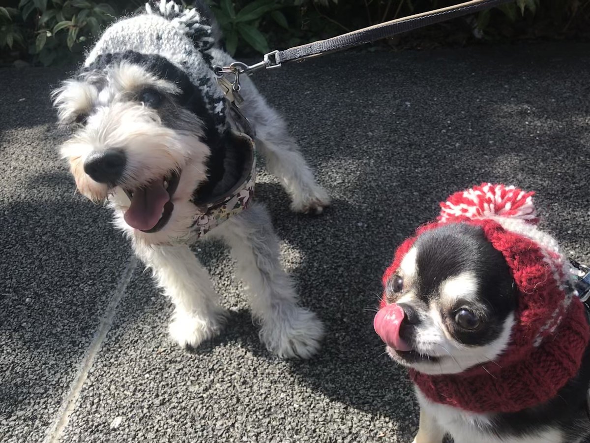 ペット用品 はななっこさま専用ページです◇ 犬 スヌード ◇ ニット 帽子