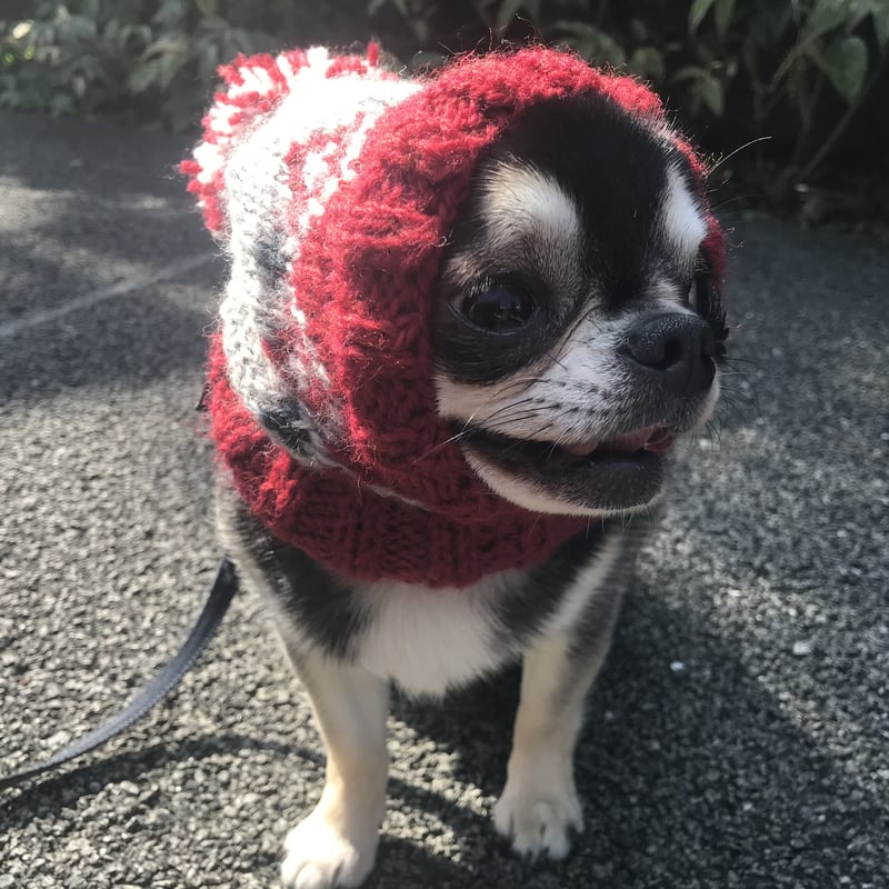 犬服＊手編みスヌードニット帽 | Dog clothes TAKE