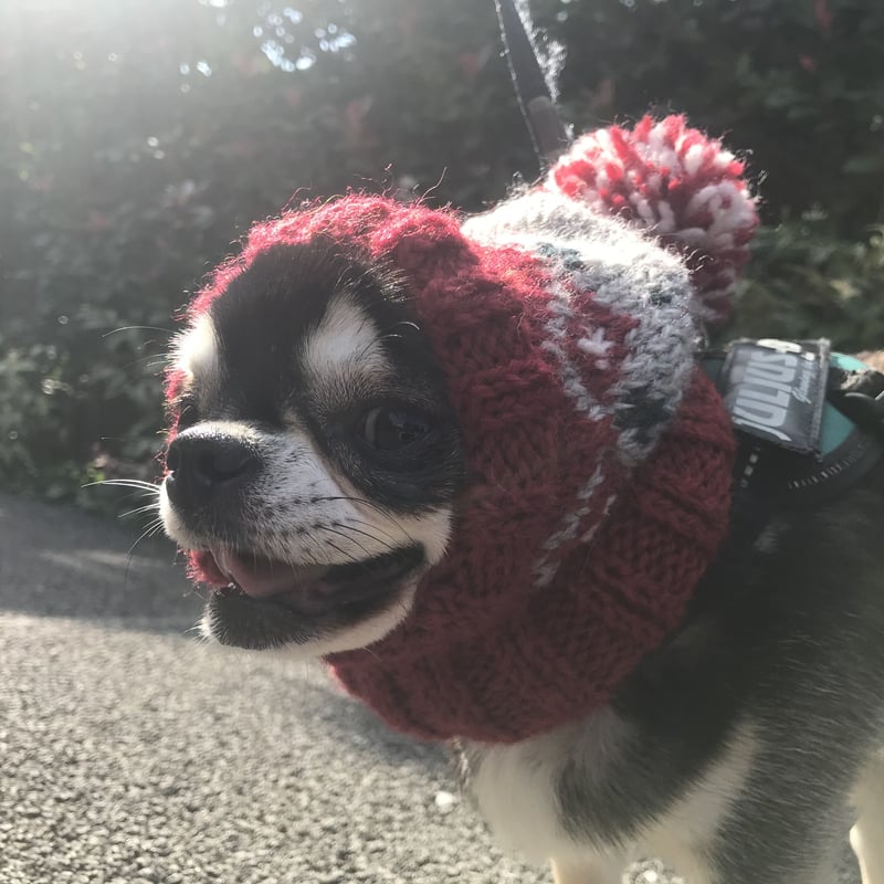 犬服＊手編みスヌードニット帽 | Dog clothes TAKE