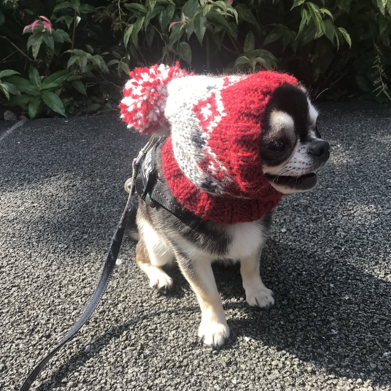犬服＊手編みスヌードニット帽 | Dog clothes TAKE