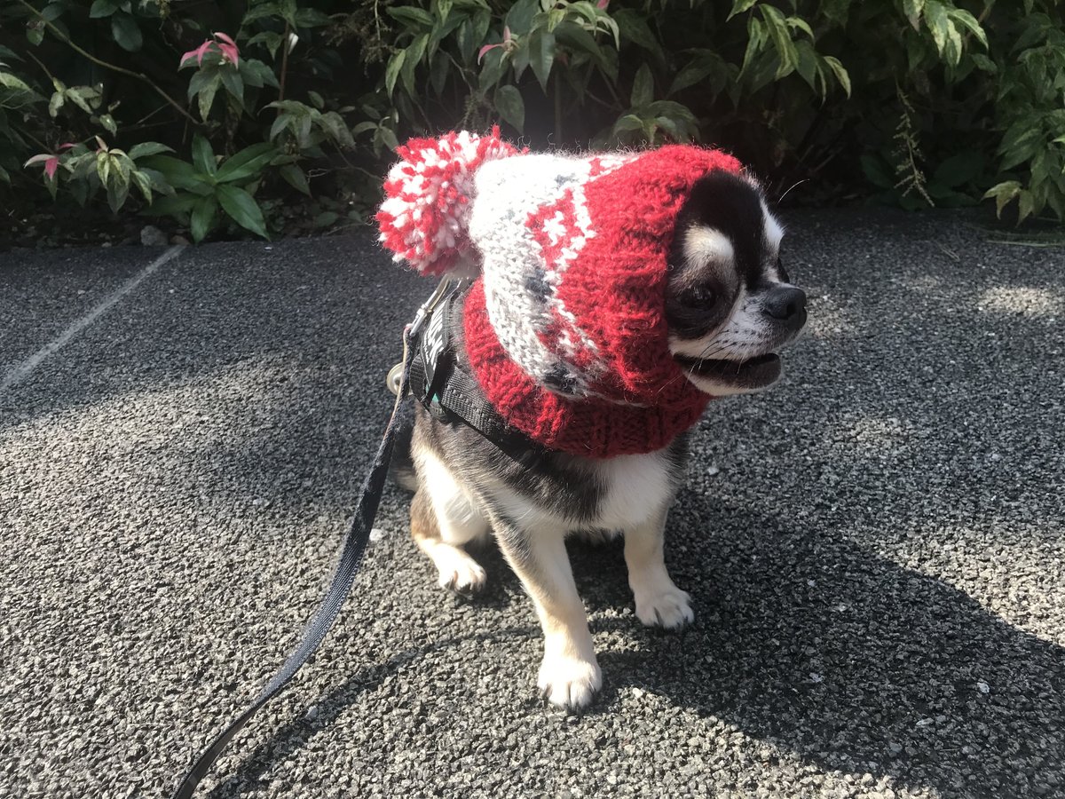 ペット用品 はななっこさま専用ページです◇ 犬 スヌード ◇ ニット