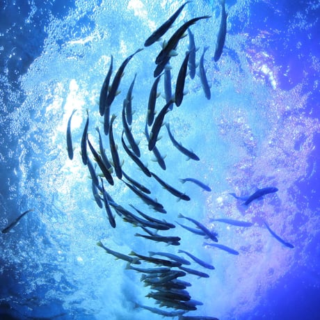 甲野善紀×伊藤弥寿彦　ー生き物の偶然と必然ー　これからの教育実践ゼミ