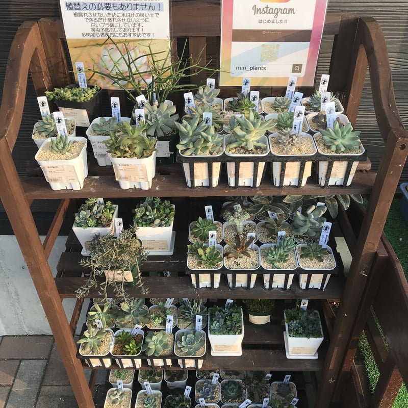 しゃんてぃ☆様　多肉植物棚　TD-W80T2 綾子様多肉植物棚TD-YS82