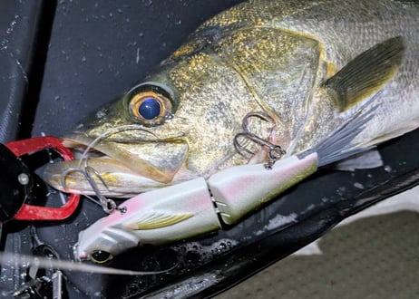 SPRO　KGB CHAD SHAD 180　#SEXYFISH Color Selection