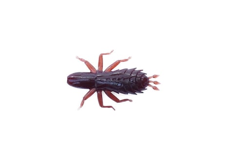 Berkley　Jago Rocket 3inch (ジャゴロケット ３インチ)　#各色