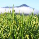 yokohatafarm