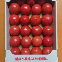 【順次発送】秋穂とまと（Mサイズ）４Kg×１箱