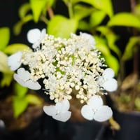 ヤマアジサイ　黄金葉(花あり花なし指定不可)