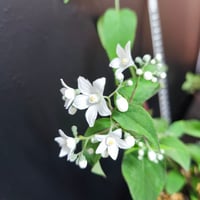 四川ウツギ