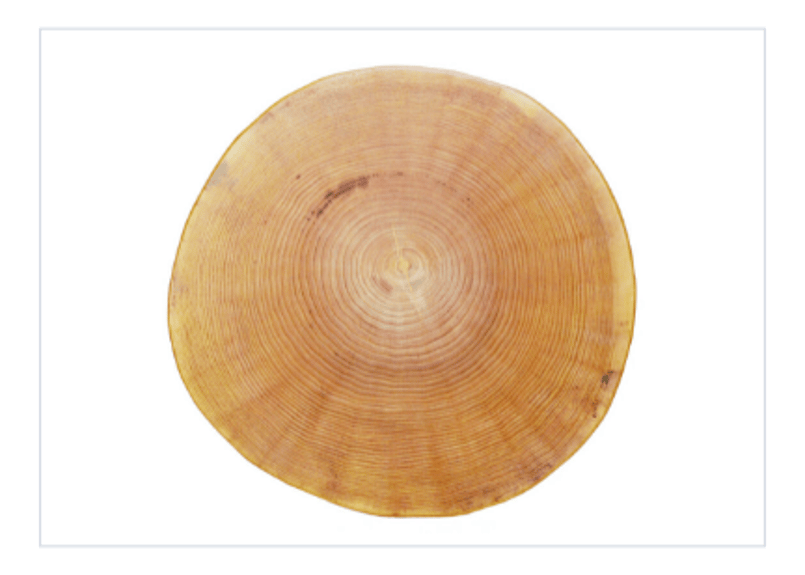 年輪パネル（フチなし） 中（直径約350mm） | シバモク・ショップ