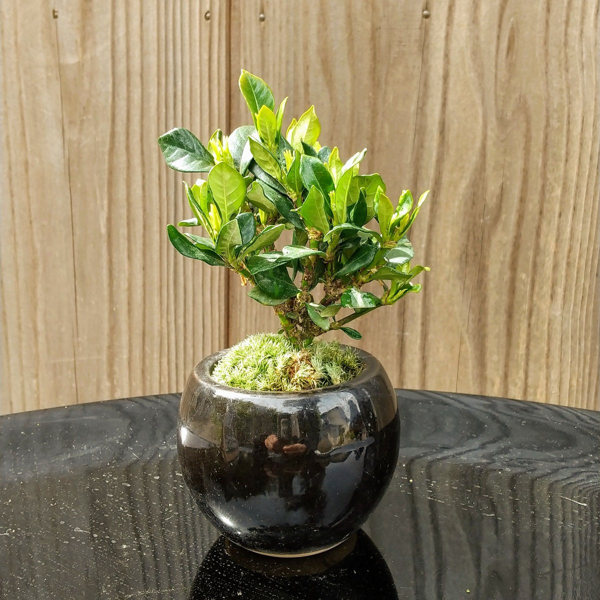 クチナシ小品盆栽 クチナシ小品盆栽