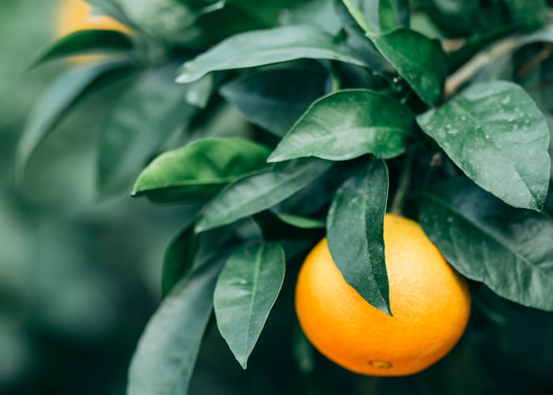 2月下旬【新品種】段畑プリンセス「甘平」×「まどんな」ご家庭用