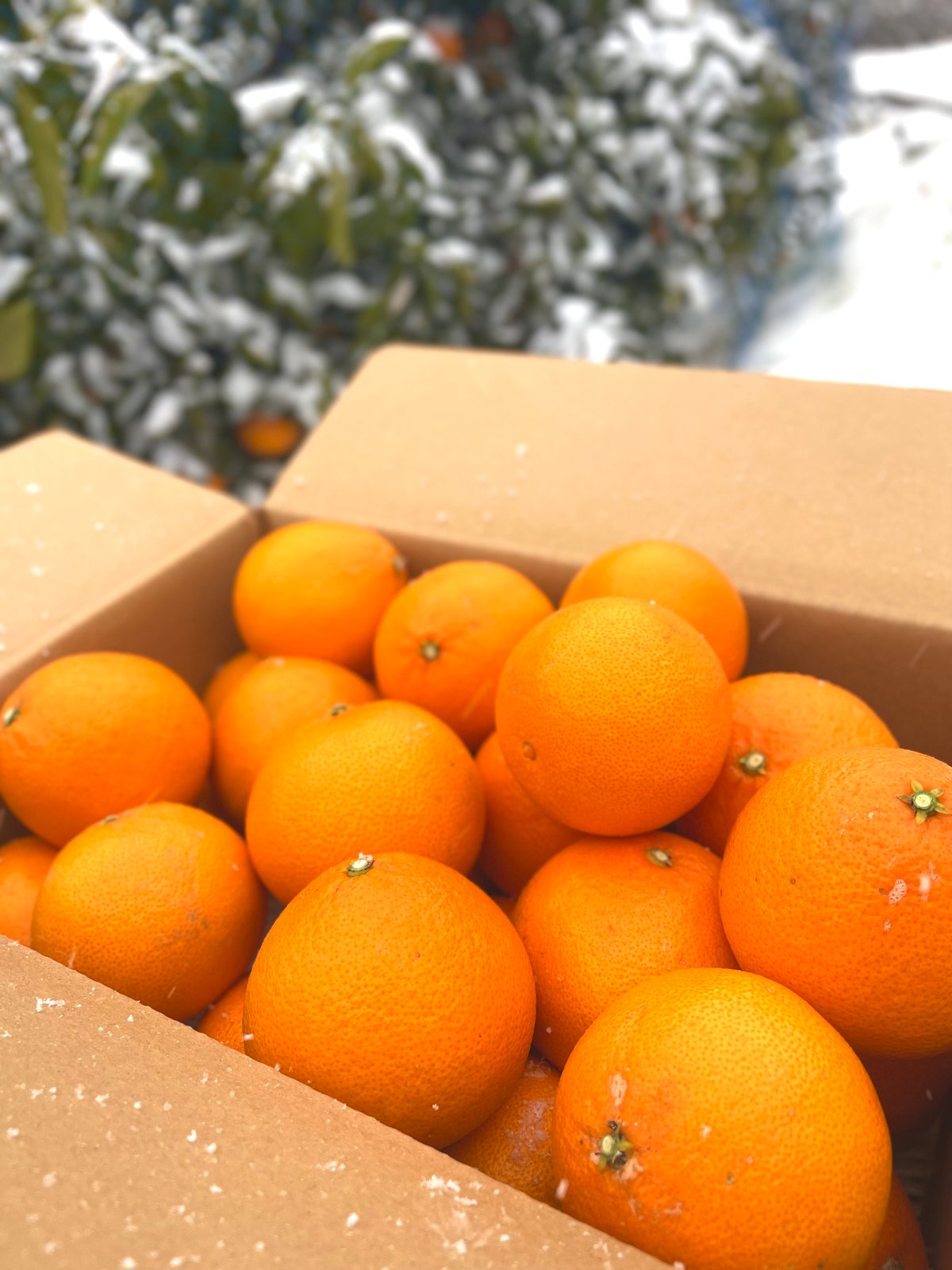 2月下旬【新品種】段畑プリンセス「甘平」×「まどんな」ご家庭用