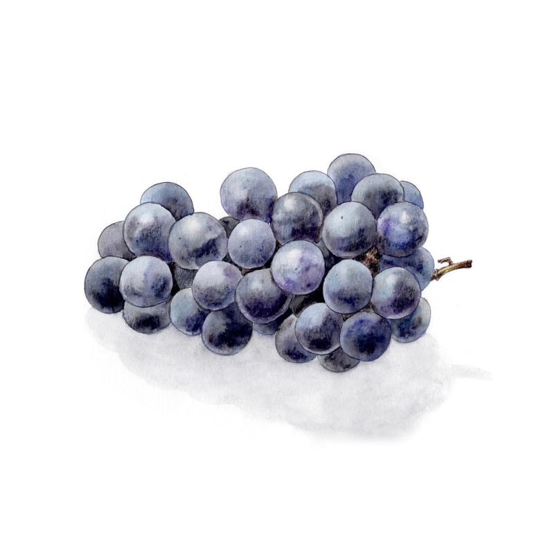 ぶどう(キャンベル)【色見本】水彩色鉛筆画 | 絵のデータ販売 @水彩