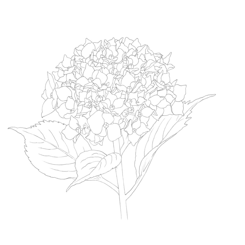 紫陽花【下絵】 | 絵のデータ販売 @水彩色鉛筆チャンネル