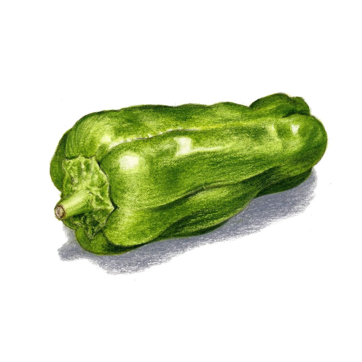 ピーマン【色見本】 | 絵のデータ販売 @水彩色鉛筆チャンネル