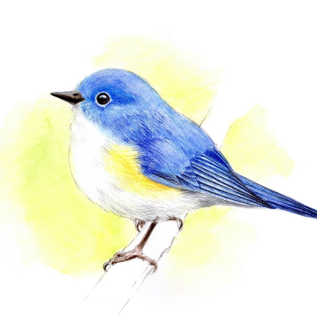 青い鳥【色見本】水彩色鉛筆画 | 絵のデータ販売 @水彩色鉛筆