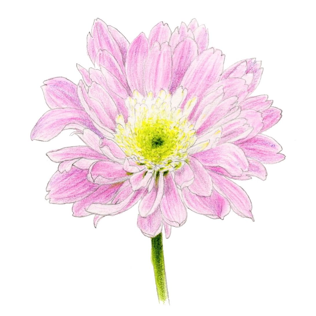 ピンク色の菊の花【色見本】水彩色鉛筆画 | 絵のデータ販売