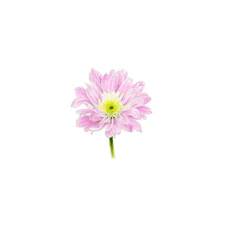 ピンク色の菊の花【色見本】水彩色鉛筆画 | 絵のデータ販売 @水彩