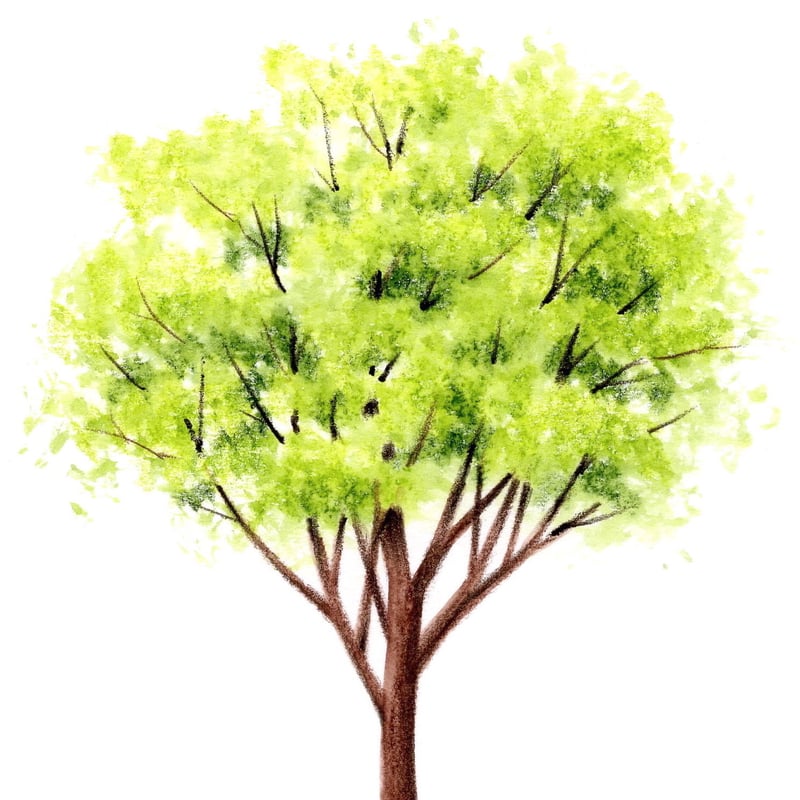 木の実が色付く時　水彩画 木の実が色付く時 水彩画 木の実が色付く時 水彩画 木の実が