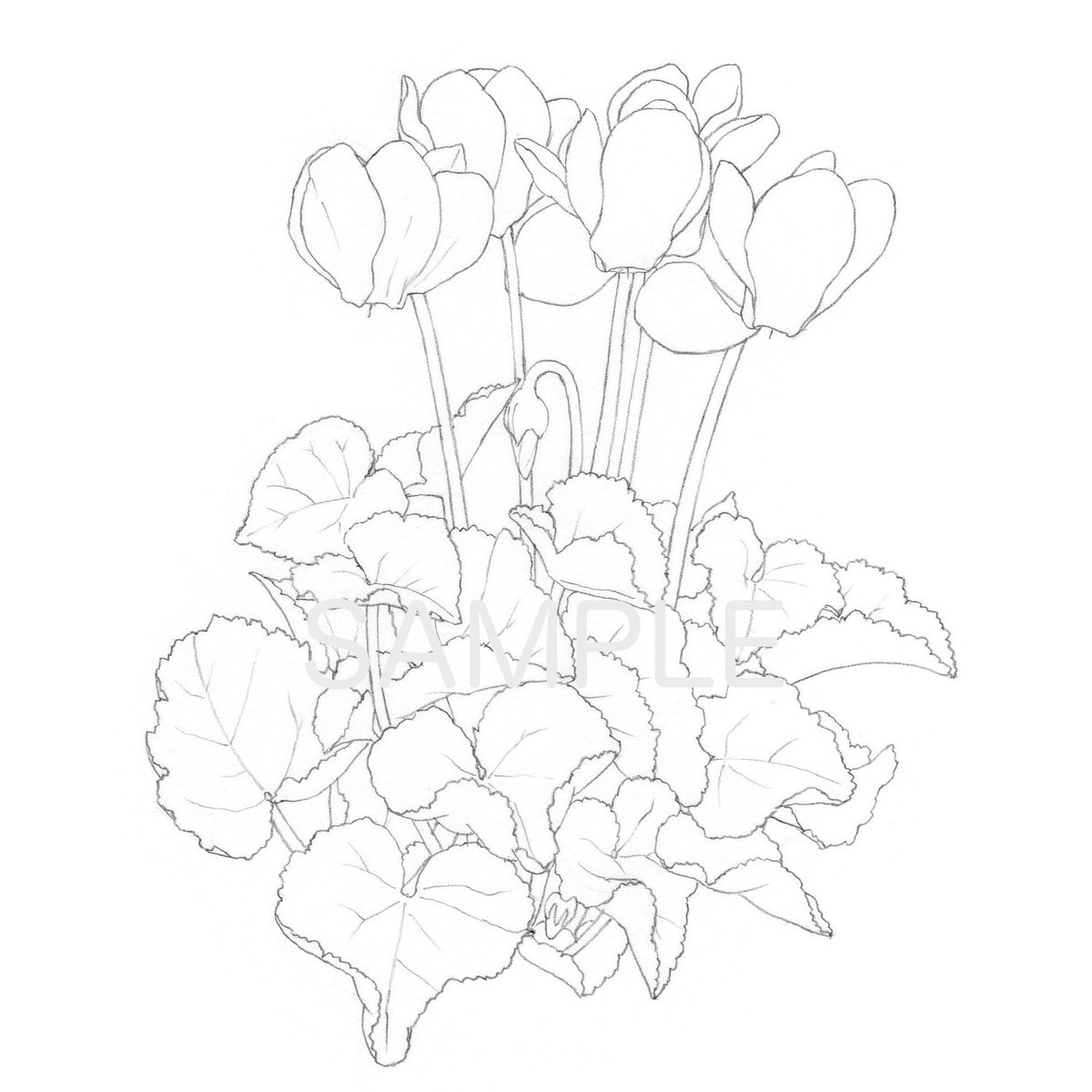 シクラメン【下絵】 | 絵のデータ販売 @水彩色鉛筆チャンネル