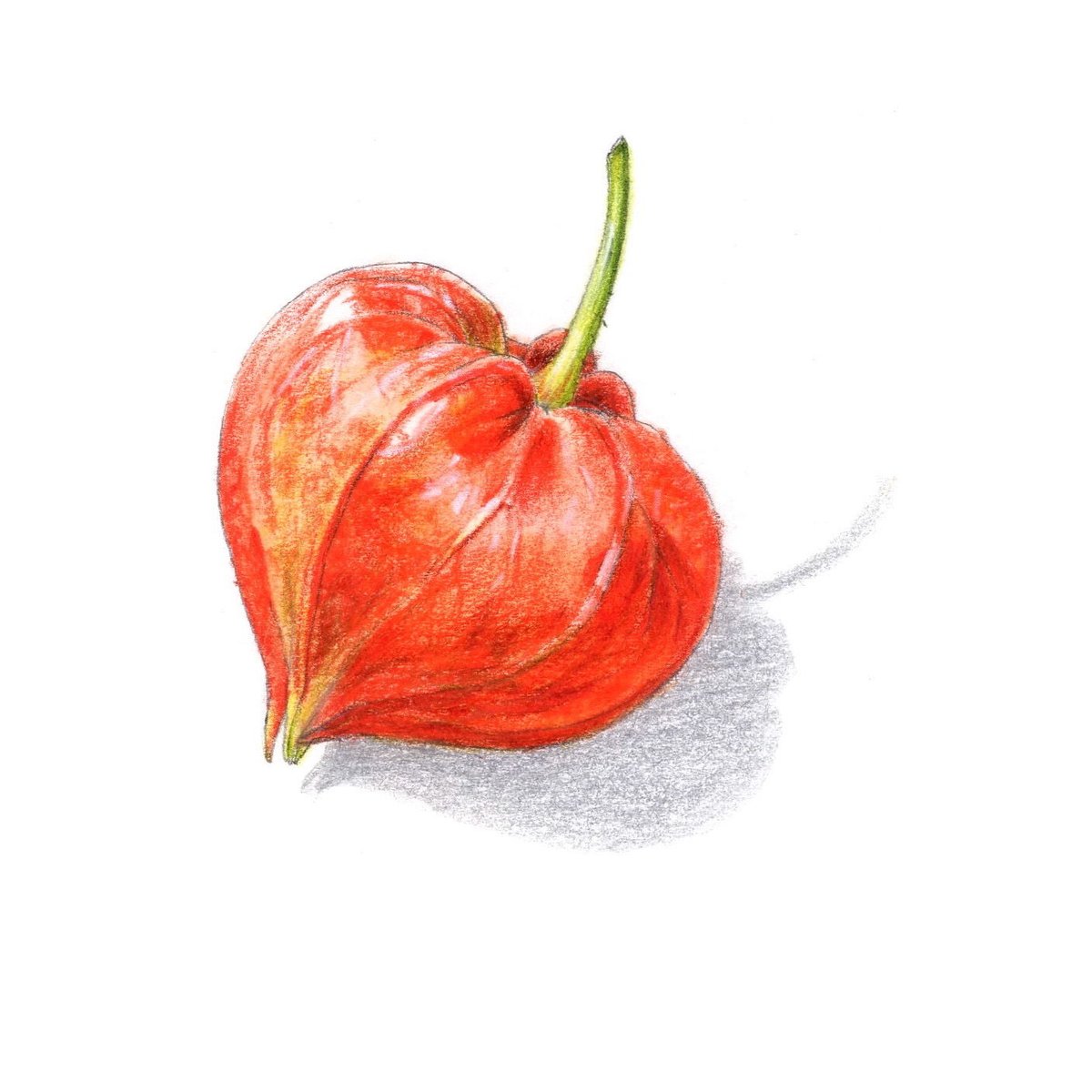 ホオズキ【色見本】 | 絵のデータ販売 @水彩色鉛筆チャンネル