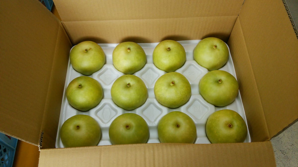 贈答用 梨【5kg箱】(9~14個入り)