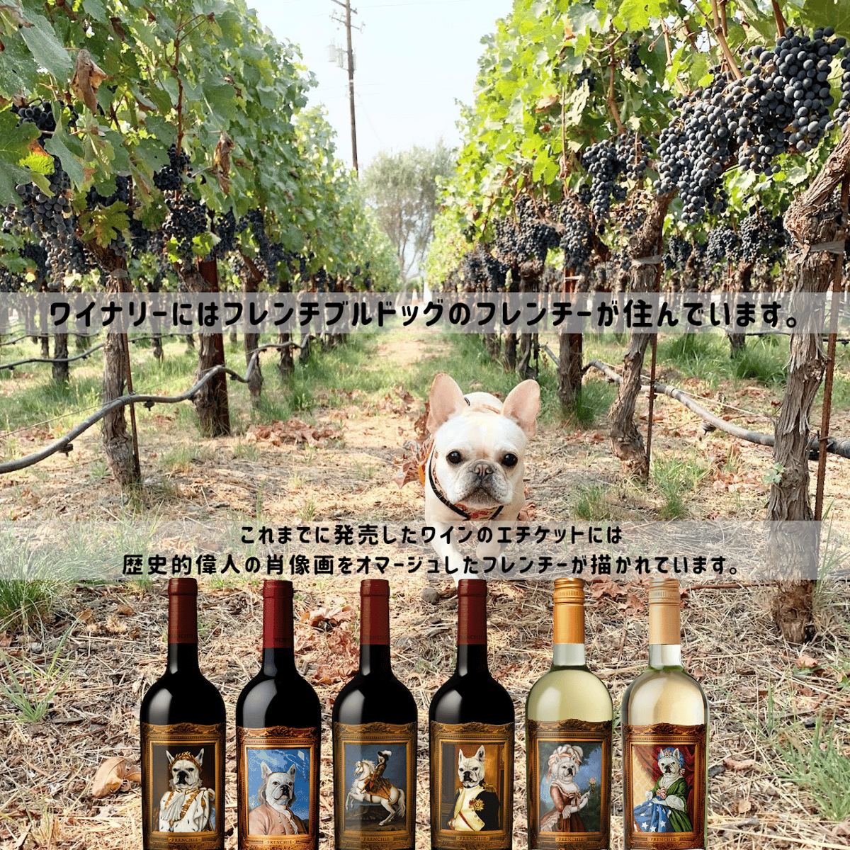 フレンチー・コラージュ ジャン・クロード・ボワセ Frenchie Collage