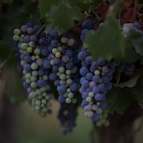 ヴィーニャ・アロモ バレル・セレクション Vina Aromo Barrel Selection 2014 (750ml)