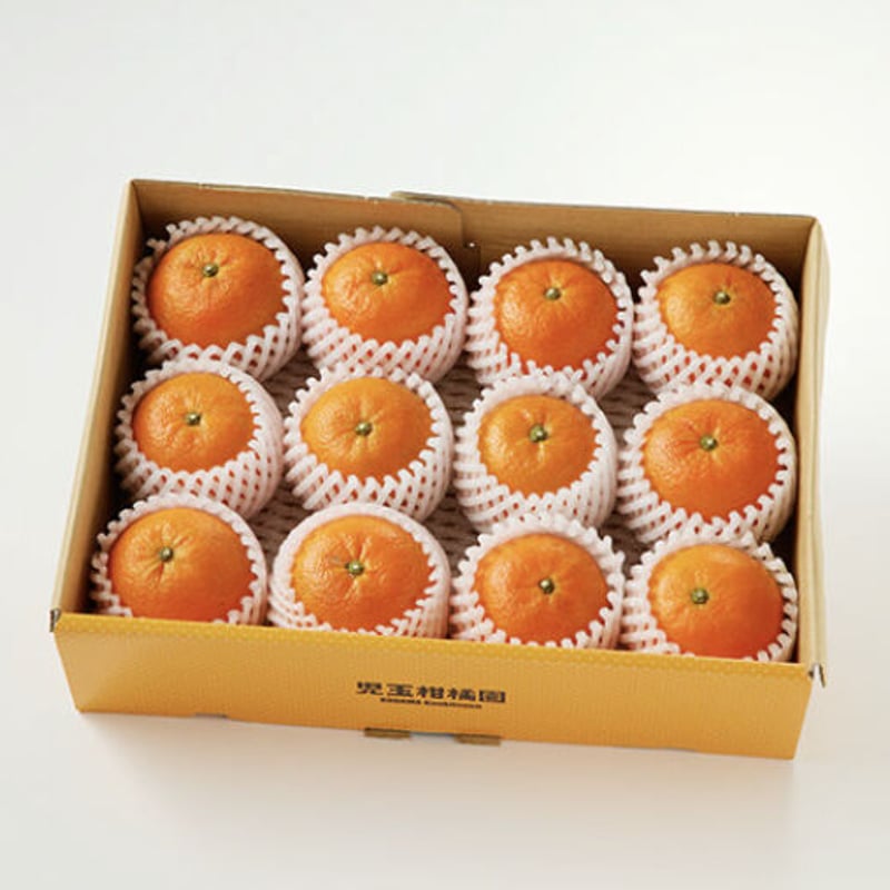 糖度11度以上】奄美完熟たんかん贈答用2㎏(Lサイズ12玉) | 児玉柑橘園