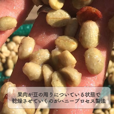 珈琲粉R：太陽とヒマラヤの恵み ハニープロセス珈琲｜粉｜レギュラーサイズ｜ネパール産