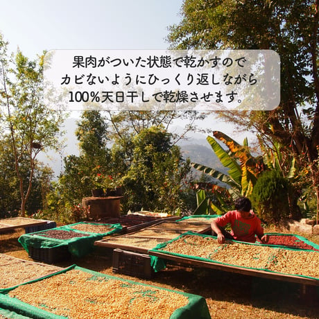 珈琲粉S：太陽とヒマラヤの恵み ハニープロセス珈琲｜粉｜お試しサイズ｜ネパール産