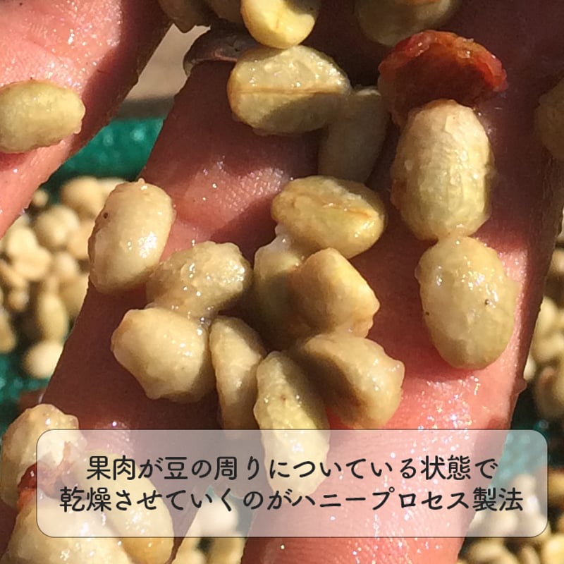 山採り　ダンコウバイ 千極煮干 センゴク【アルバイト・社員募集中】 on X