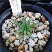 Bulbine margarethae