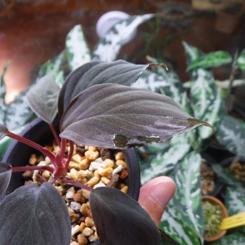 TGK Homalomena 1万スタート！！ TGK-r20806lh-/ホマロメナ斑入り/TGK輸入便 Homalomena sp