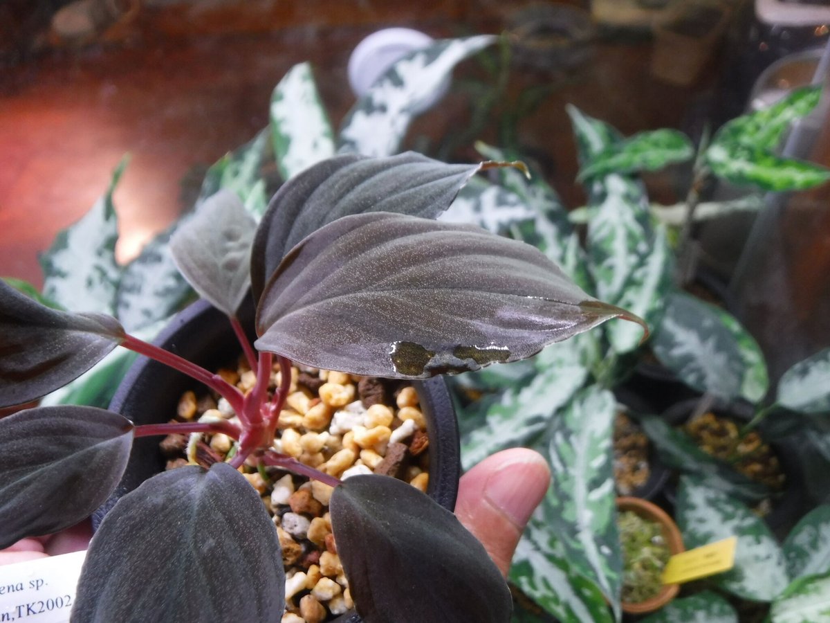 Homalomena sp. Tambunan, TK200217(Selected Clon