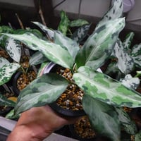 Aglaonema pictum DB1311 'フロスティ' Sumatera barat,