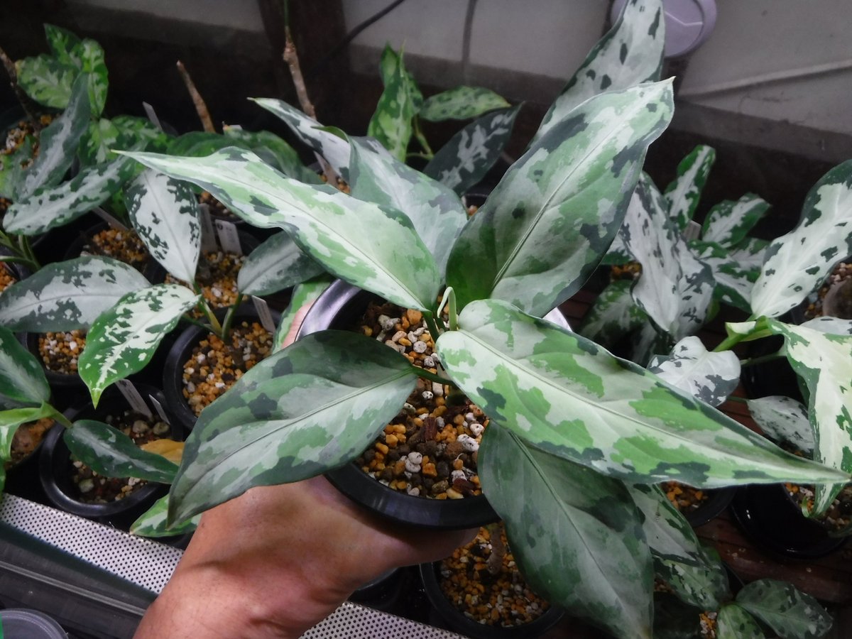 Aglaonema pictum tricolor 'Endor' Aceh, Sumater