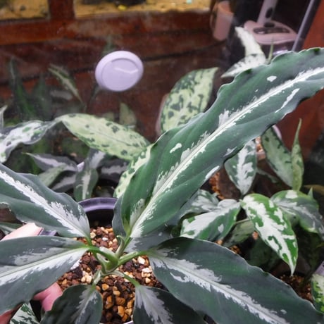 Aglaonema pictum argentum Aceh, Sumatera, LA0115-M3