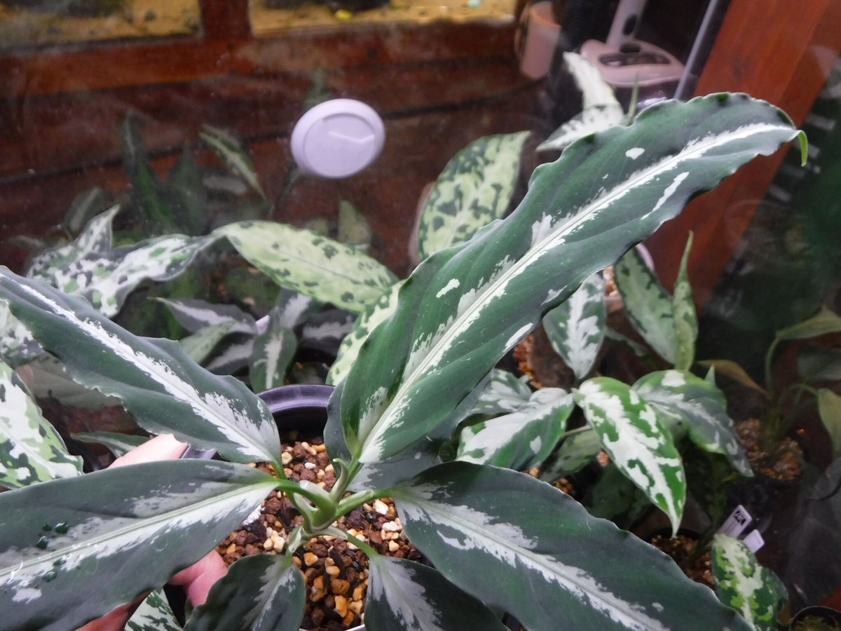 その他観葉植物 aglaonema pictum argentum Aglaonema pictum argentum Aceh, Sumatera, LA011
