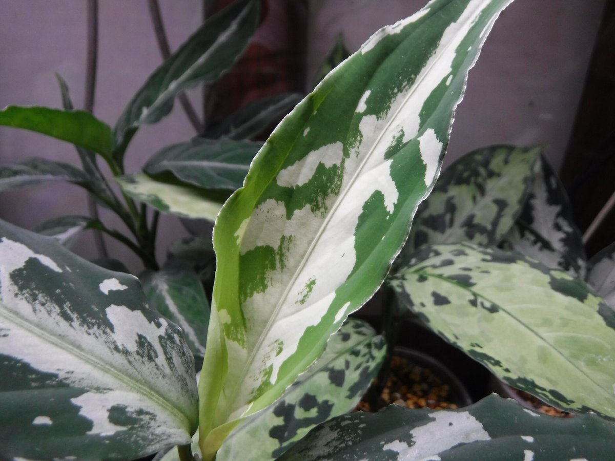 Aglaonema pictum argentum '白蛇もどき' (H Selected)