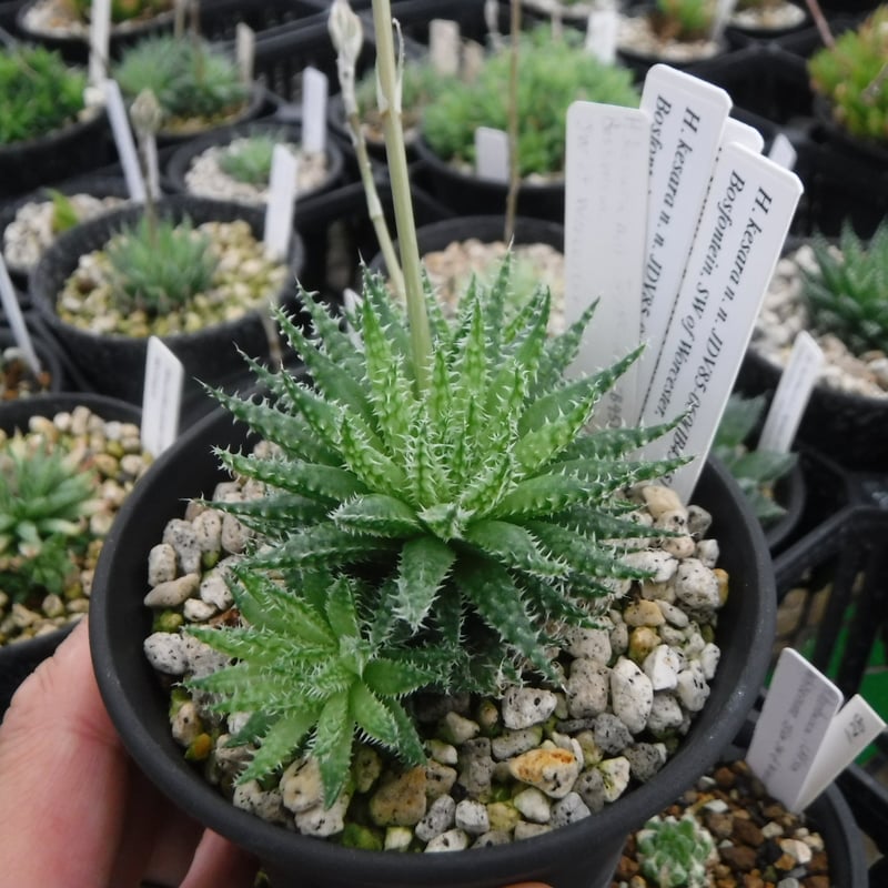 植物 綺麗ンコ Haworthia mucronata var. inconfluens, JDV92-049