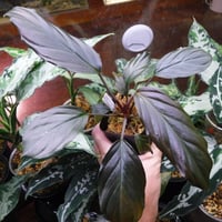 アグラオネマ　LA1016-03j アグラオネマ【LA1016-03j】