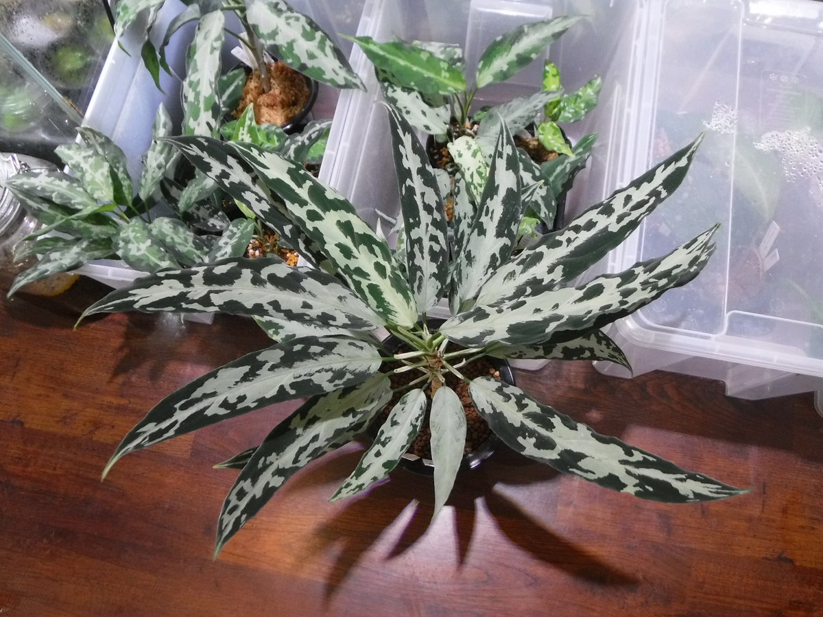 fit=scale-down,w=1200