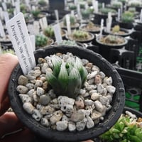 Haworthia stayneri RIB0128